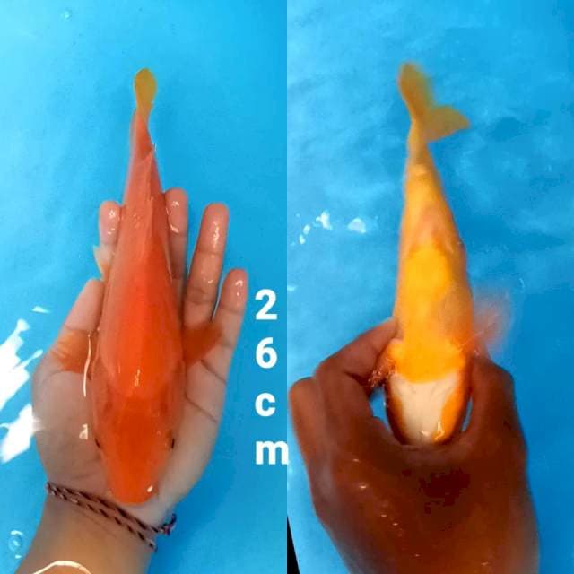 Benigoi Doitsu 26cm