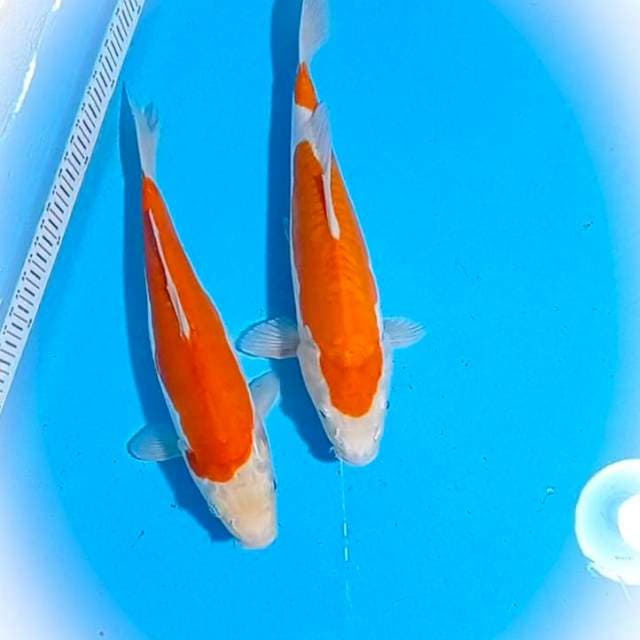 Duo Bosu Kohaku Doits.