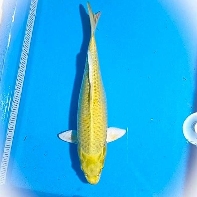 Yamabuki Ogon