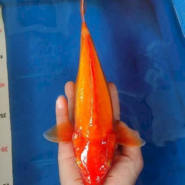 Benigoi doitsu tembus 30cm