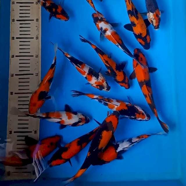 Showa Shiro Utsuri 20-25cm