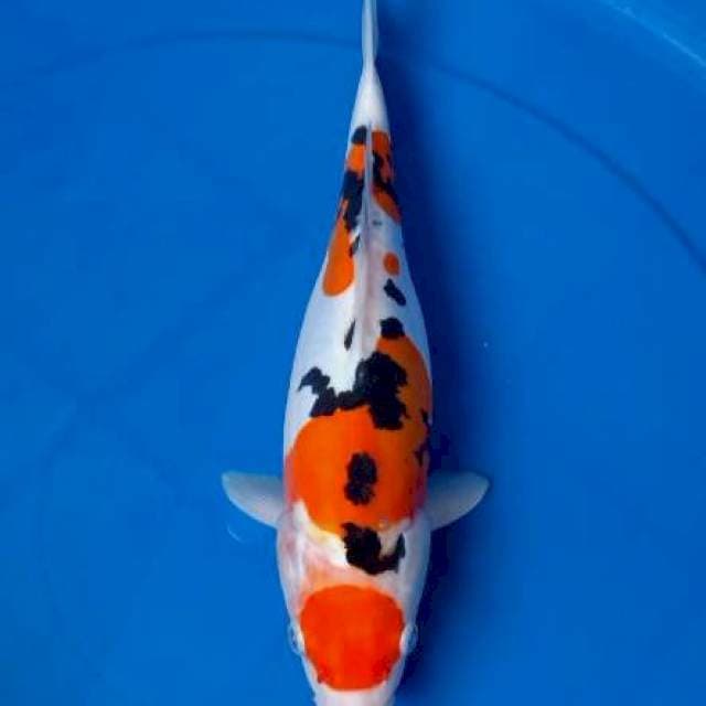 Sanke maruten doitsu