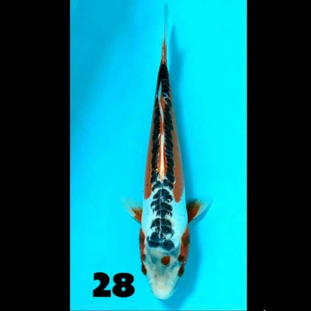 Shusui 28 cm