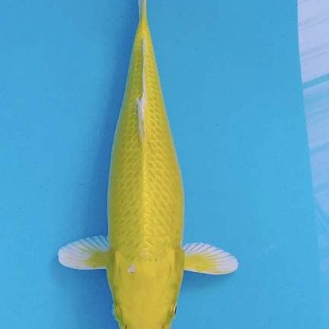 Yamabuki ogon 34cm