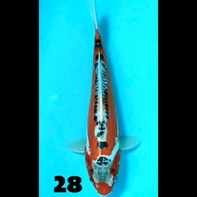 Shusui 28 cm