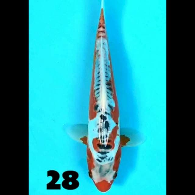 Shusui 28cm