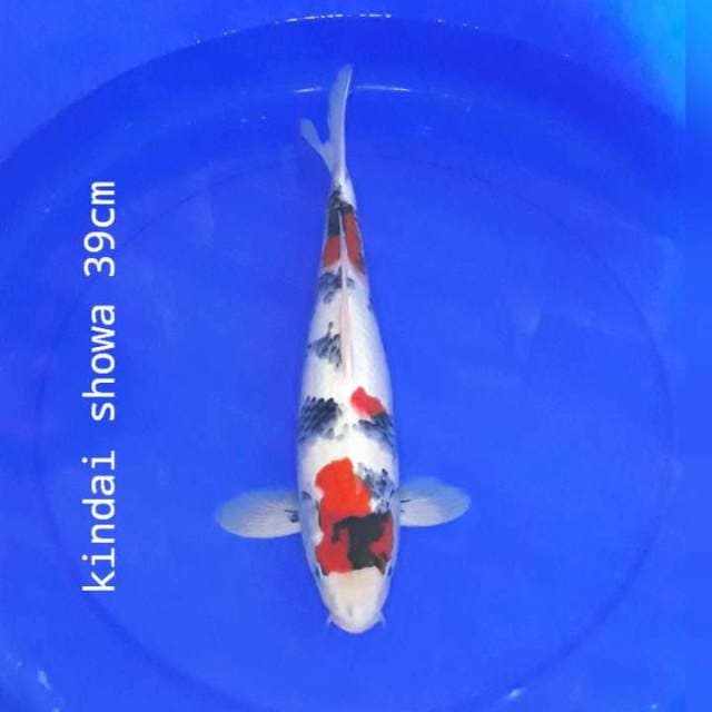 v.04 kindai showa 39 ⭐⭐⭐⭐