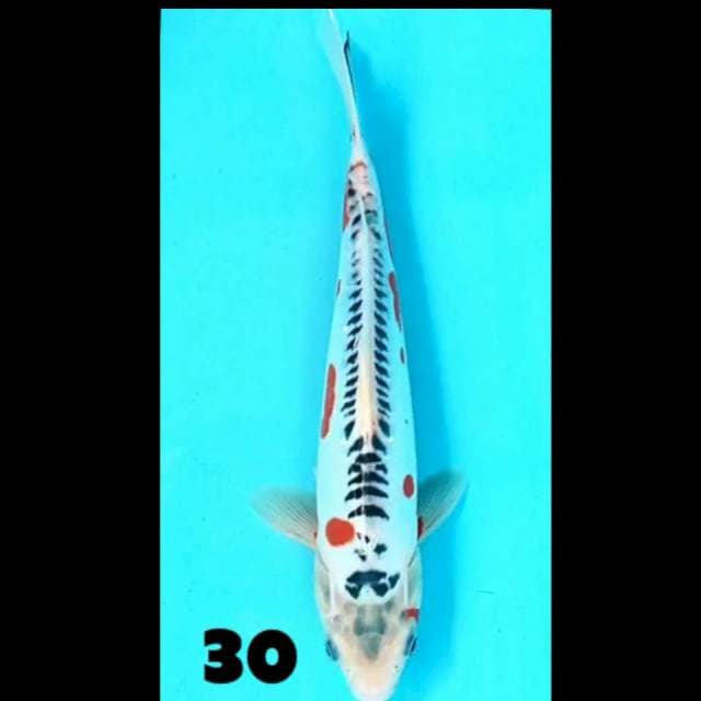 Shusui 30 cm