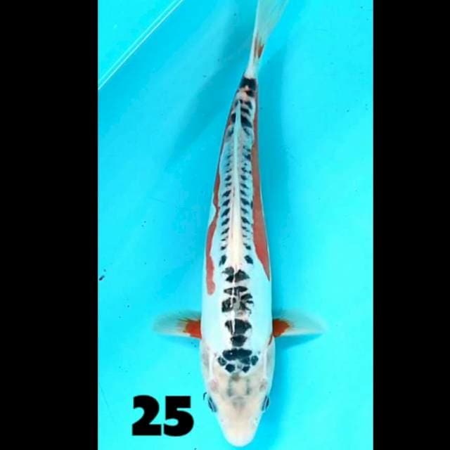 Shusui 25 cm