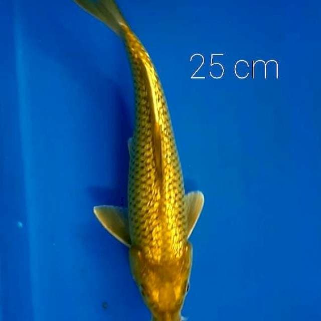 Midori 25 cm