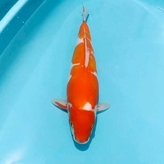 ✔️ kohaku doitsu 40cm