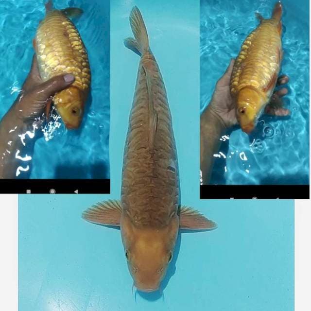✔️ NANASHI GOLDEN CORN aragoke tembaga 36cm