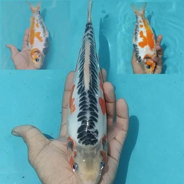 ✔️ sushui hana 29cm