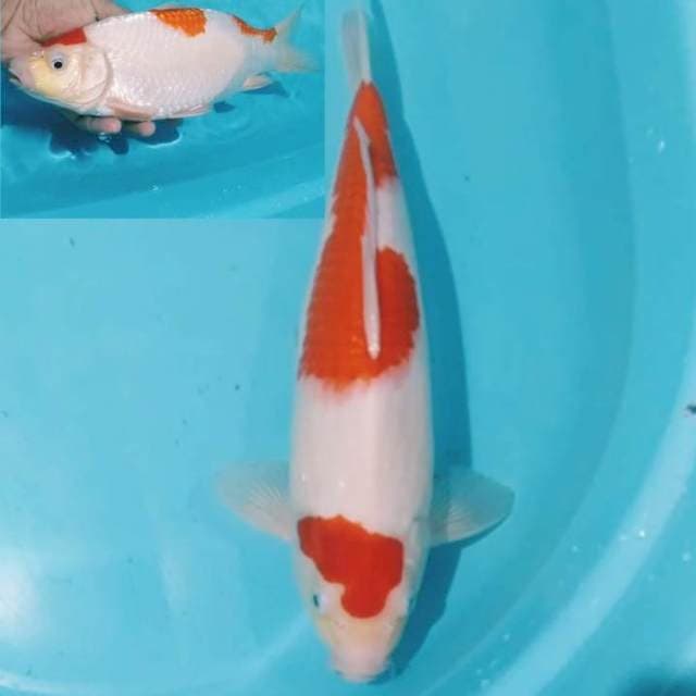✔️ kohaku (bakat punuk ) 32 cm