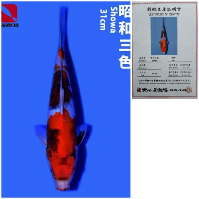 Showa Dainichi 31cm