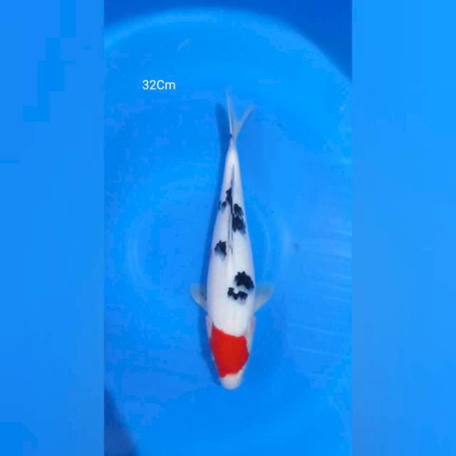 Tc Sanke 33Cm