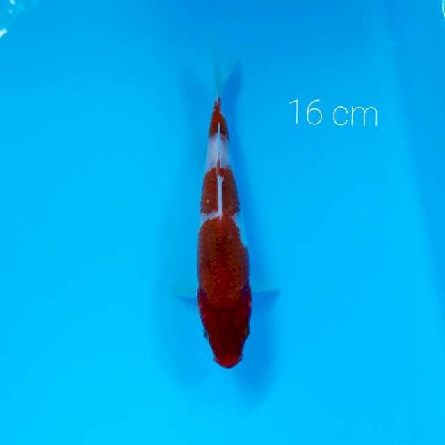 Goromo 16 cm