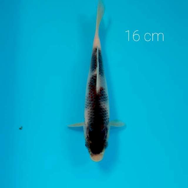 Budho goromo 16 cm