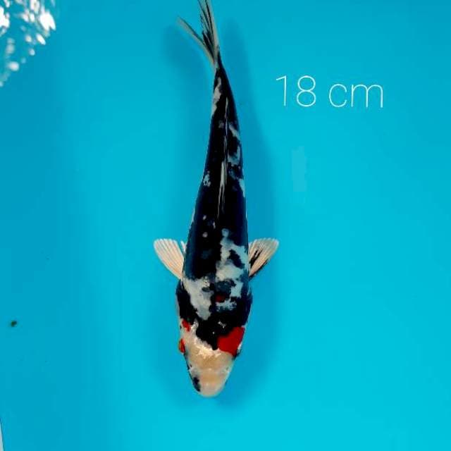 Doitsu 18 cm