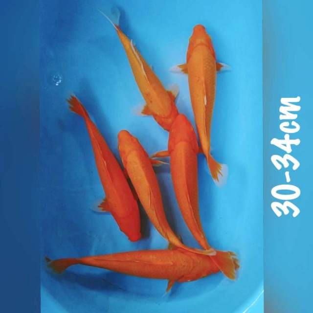 MUJIONO 30-34CM 6EKOR