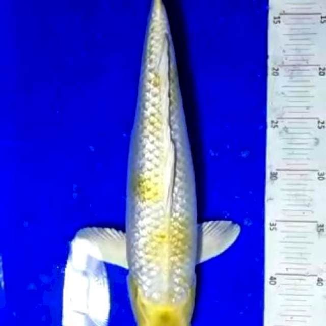 Hariwake Ghirin 42cm