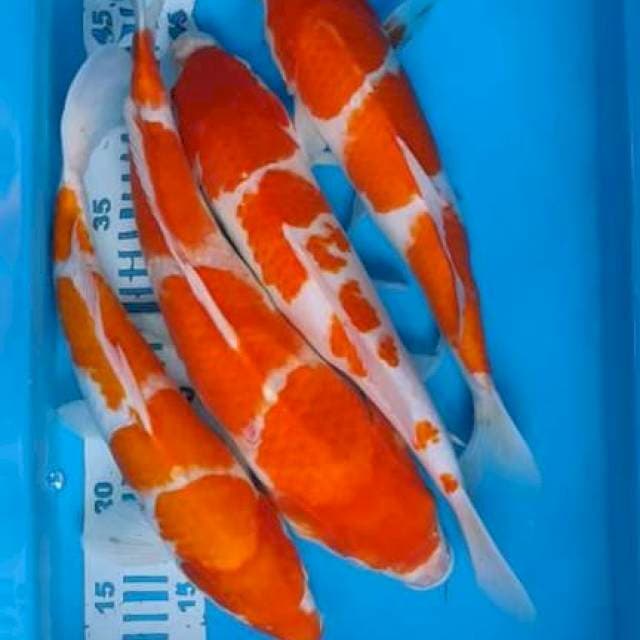 35-40cm kohaku 4ekor