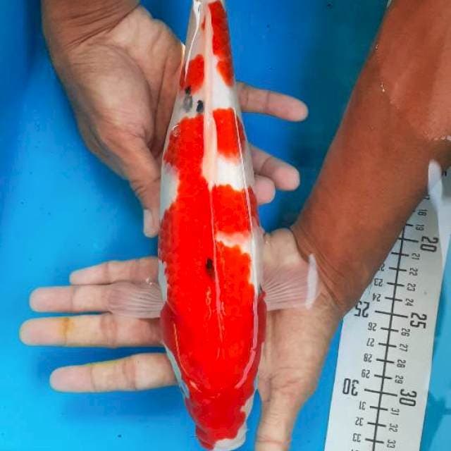 Sanke 33cm