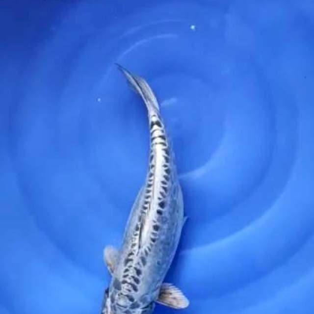 kikko 39cm