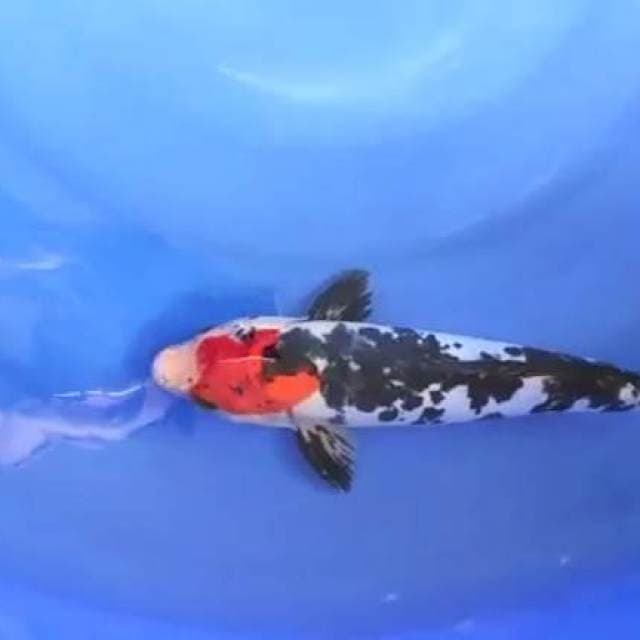 maruten showa 33cm jantan
