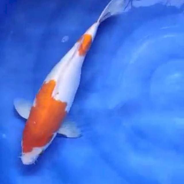 kohaku 41cm betina
