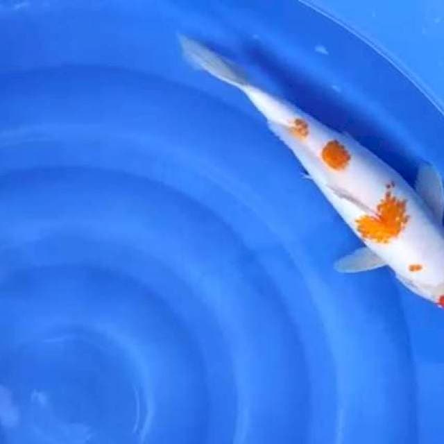 kohaku 39cm jantan