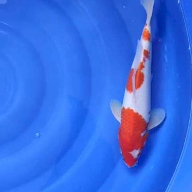 kohaku 37cm jantan