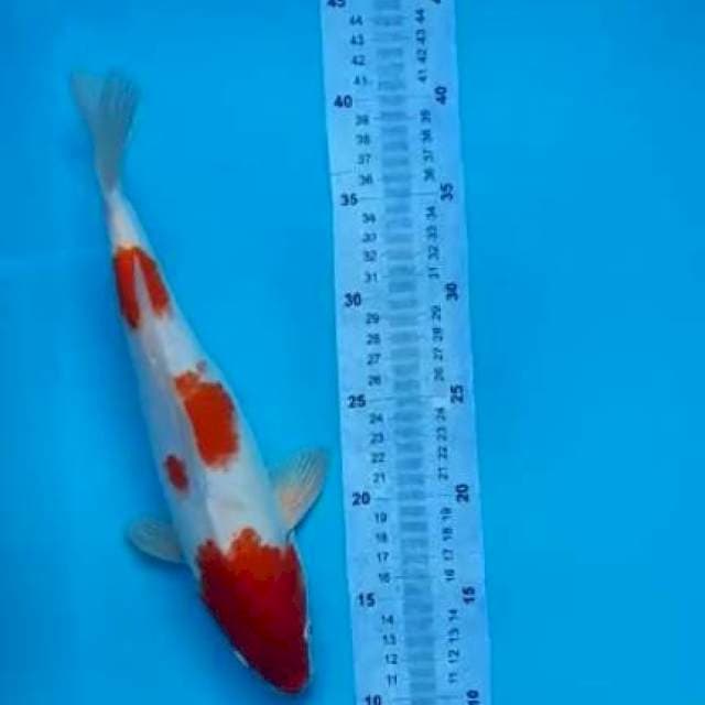 kohaku 33cm jantan