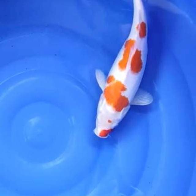 kohaku 37cm betina