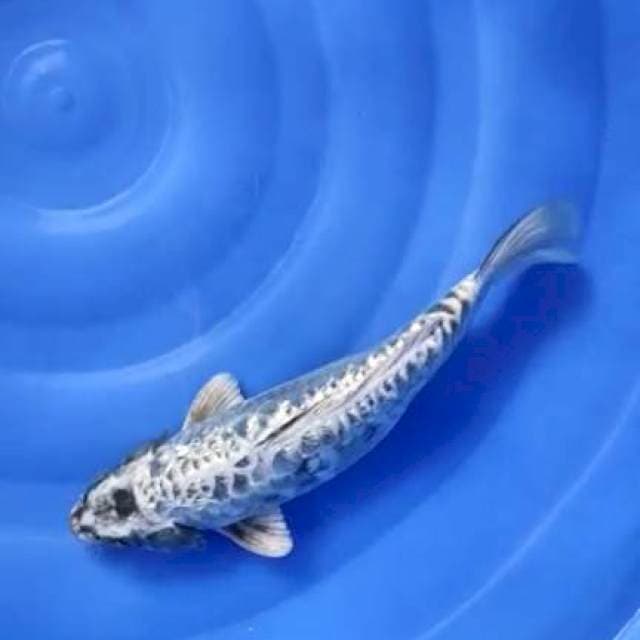 kikko ginrin 36cm jantan