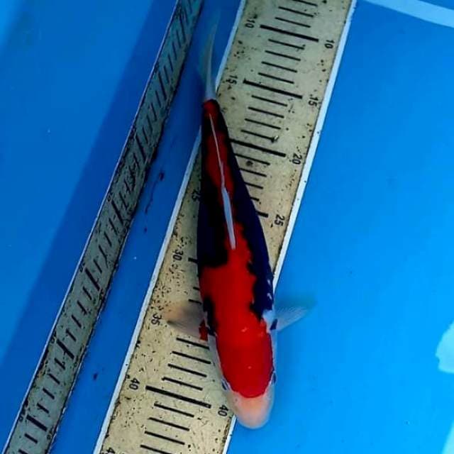 Kumonryu 32cm Ready Show