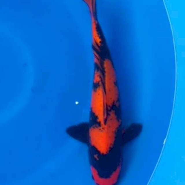 Hiutsuri merah strong male