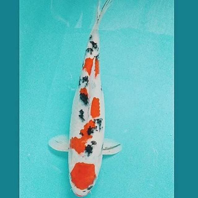 Showa Maruten 30cm