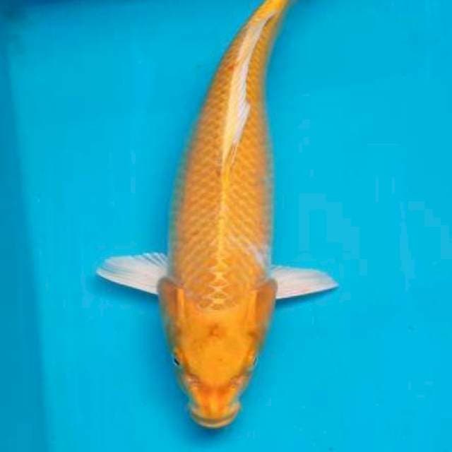 YAMABUKI OGON 37 CM