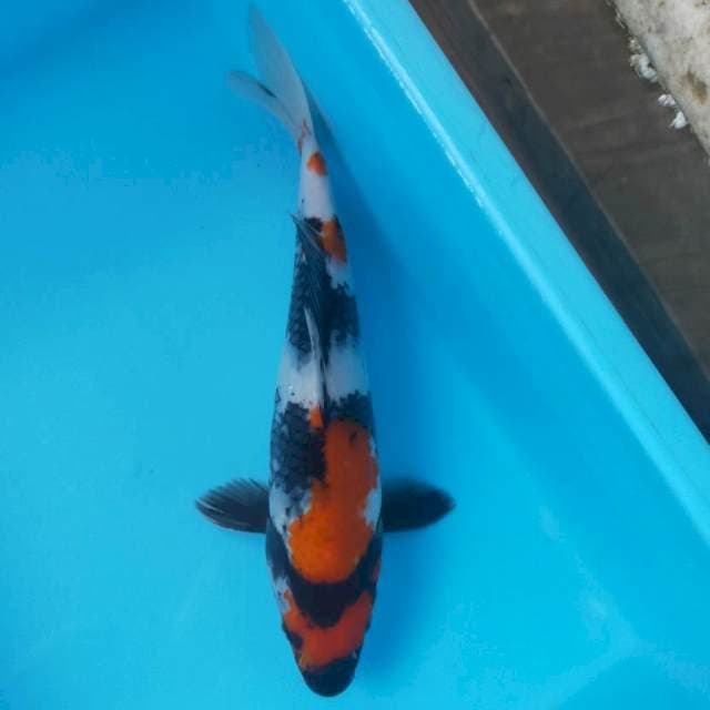 Showa 30cm