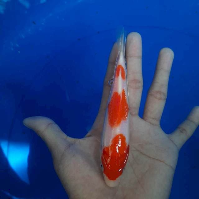 Kohaku 15cm