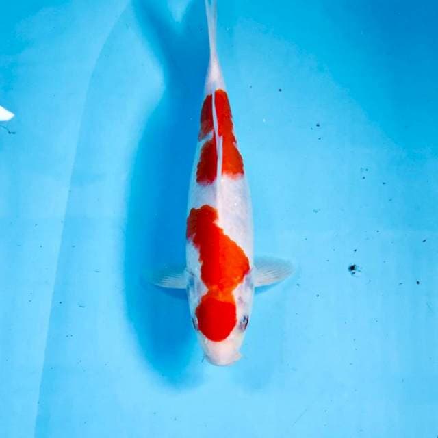 Kohaku, 24 cm