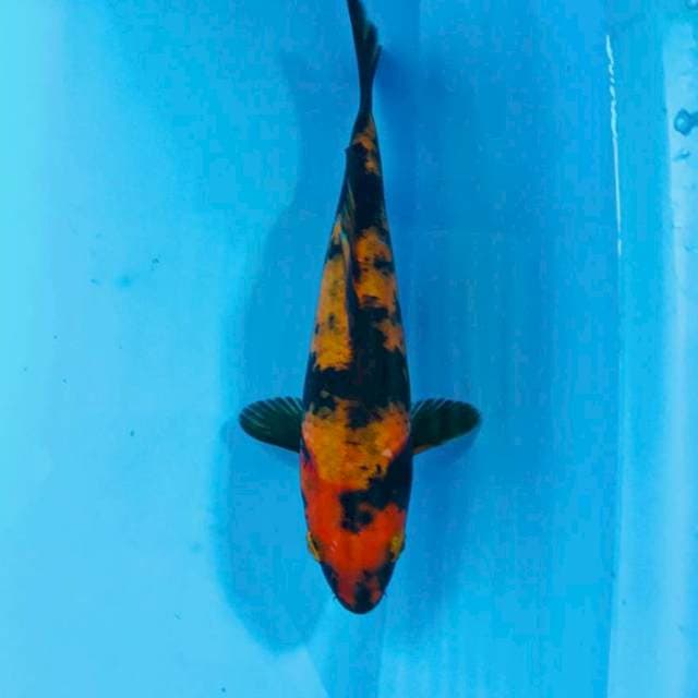 Hi utsuri, 21 cm