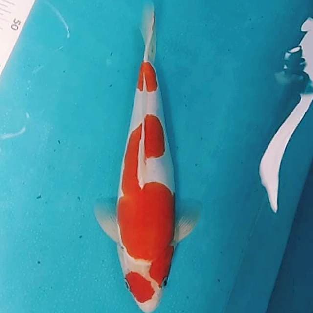 🔵 kohaku doitsu 31cm