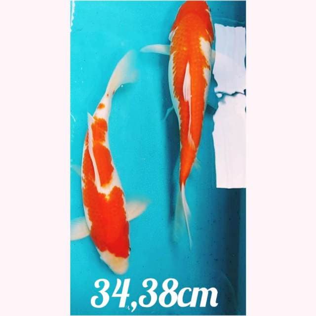 🔵 2 kohaku golden corn 34,38cm body terpedo