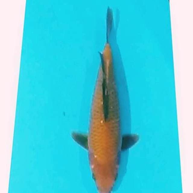 ⚫chagoi tembaga 29cm