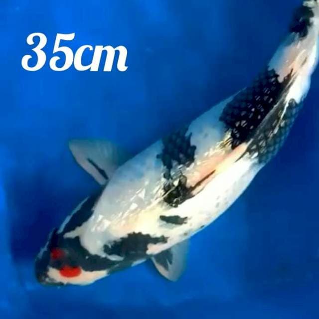 ♨️tancho showa ginrin ORIGINAL 35cm JOSS