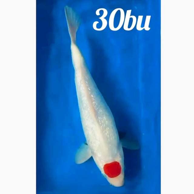 ♨️ tancho sowa tategoi ginrin 30bu original joss