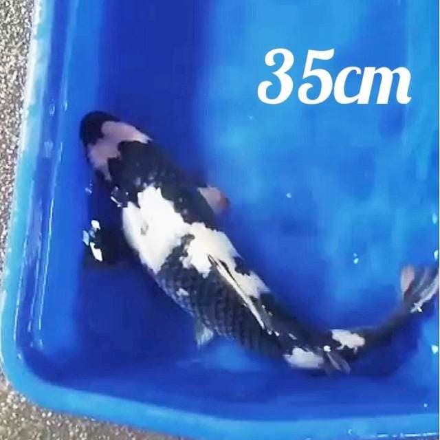 ♨️ shiro 35cm