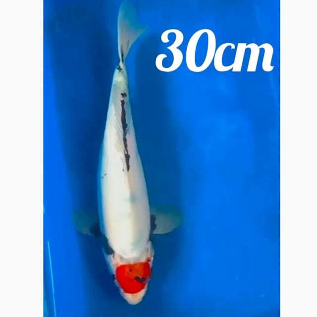 ♨️ tancho showa 30cm tategoi joss